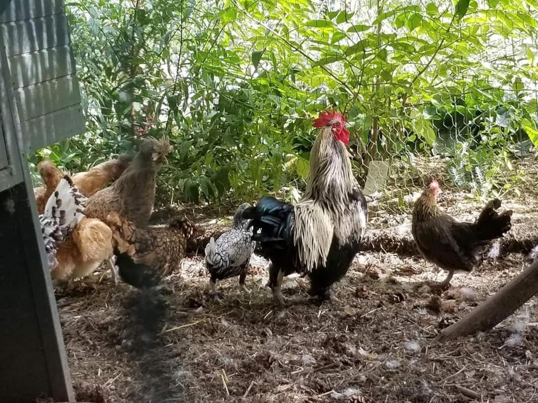 La Haie A Cerf Watronville Dış mekan fotoğraf