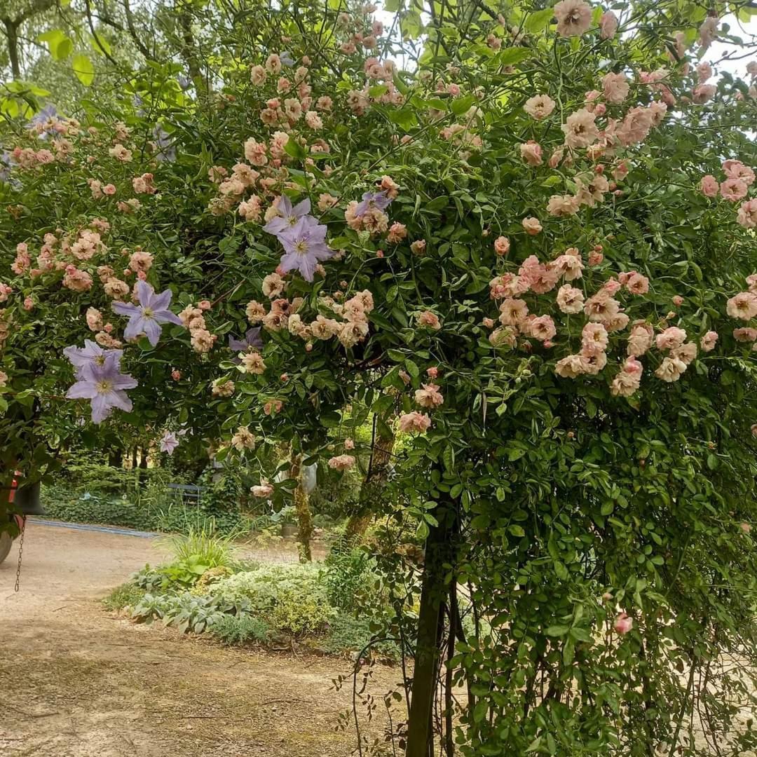 La Haie A Cerf Watronville Dış mekan fotoğraf