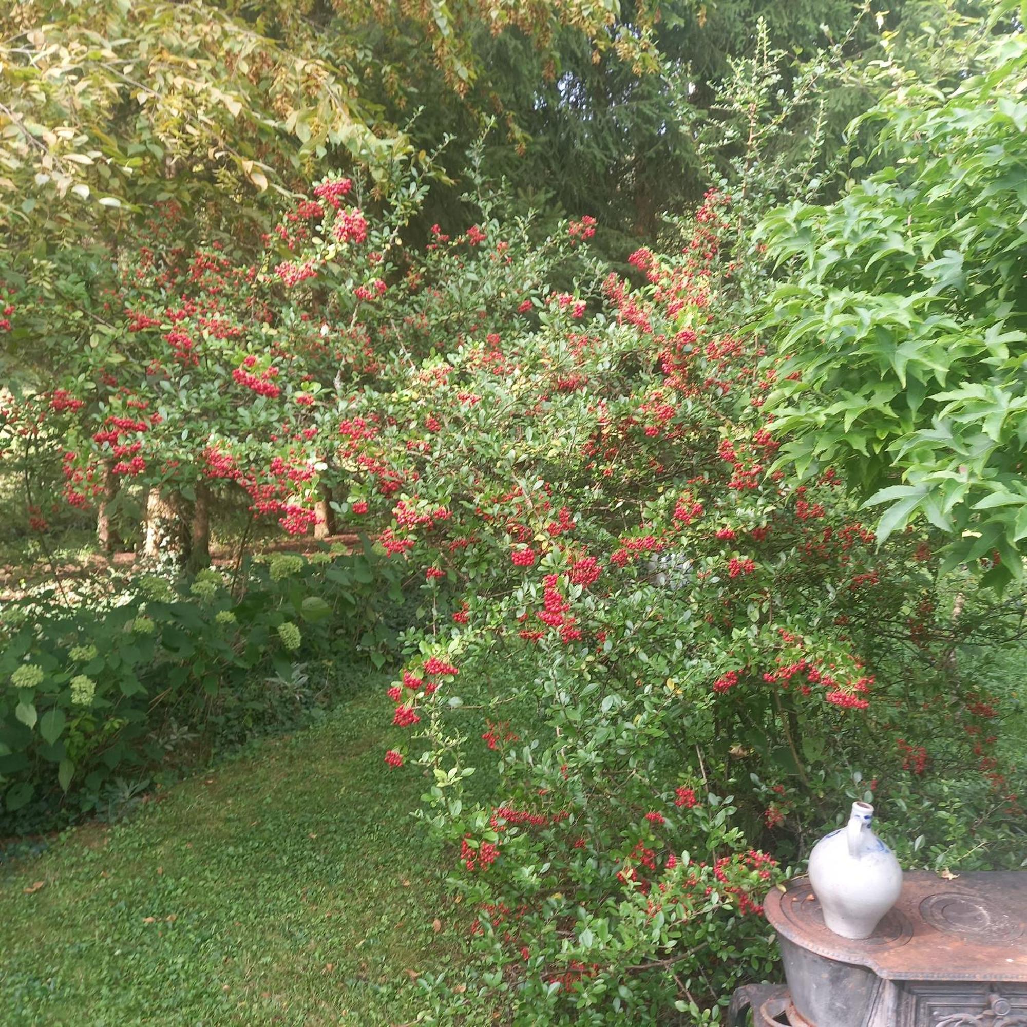La Haie A Cerf Watronville Dış mekan fotoğraf