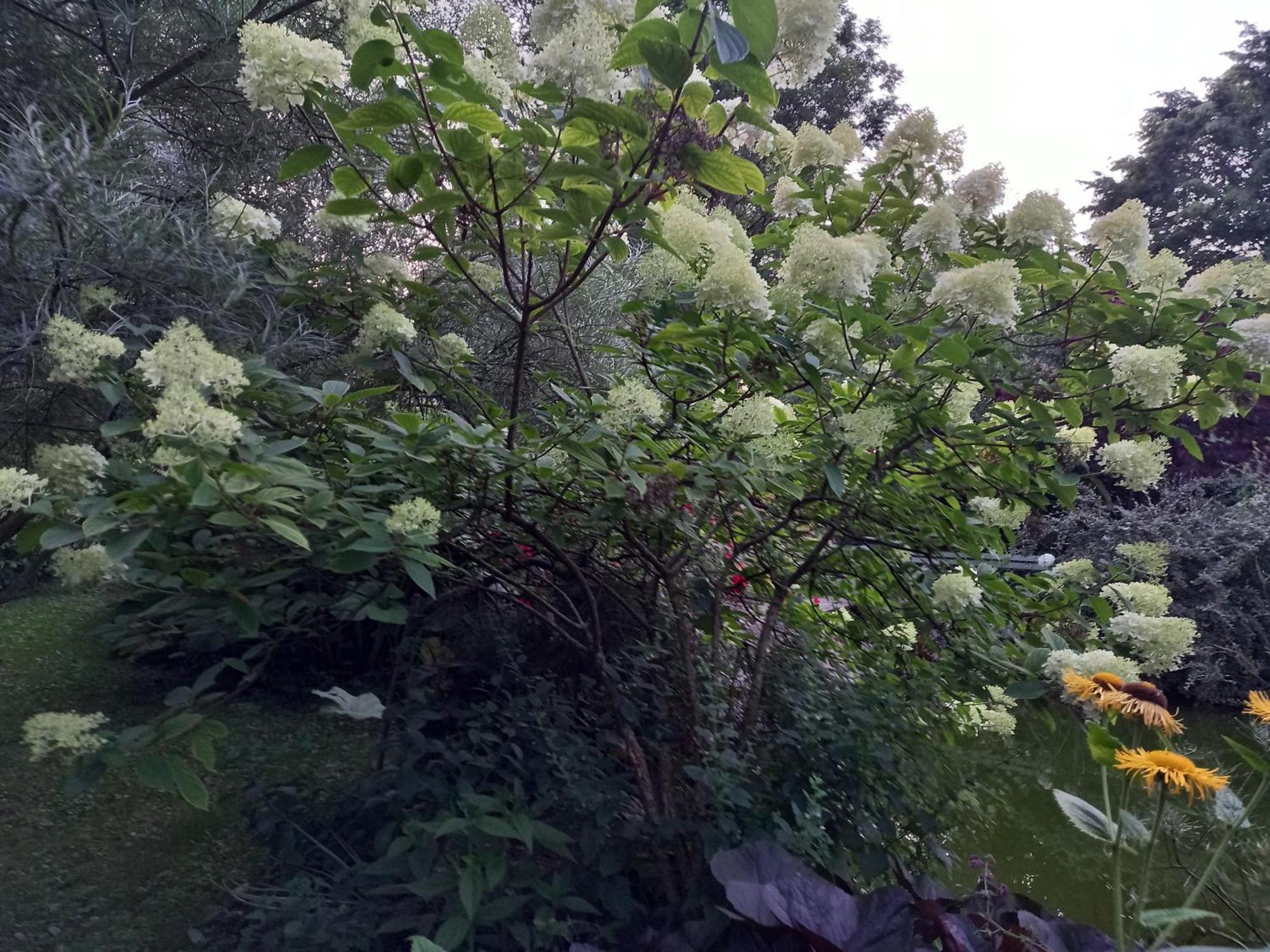 La Haie A Cerf Watronville Oda fotoğraf